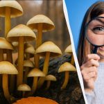 ค้นหา 3 คว