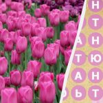 มีคนเพียง