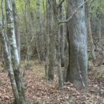 Rebus สำหรับผู้ที่สายตาดี: คุณต้องค้นหากวางใน 5 วินาที Rebus สำหร