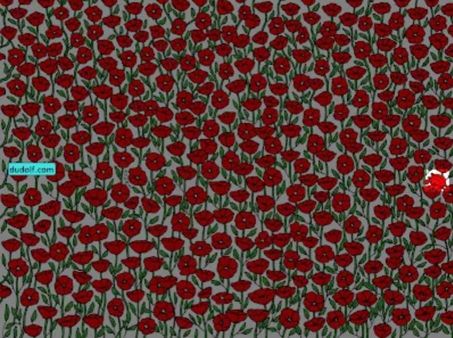 เฉพาะผู้ที่ใส่ใจเป็นพิเศษเท่านั้นที่จะพบปูในภาพ ทดสอบไอคิวของคุณใน 25 วินาที