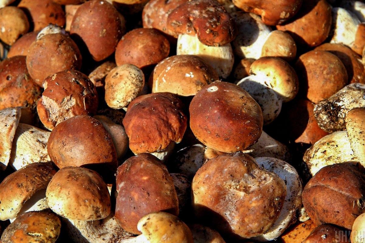 ค้นหาหินท่ามกลางเห็ดทันเวลา / คอลลาจ Moje