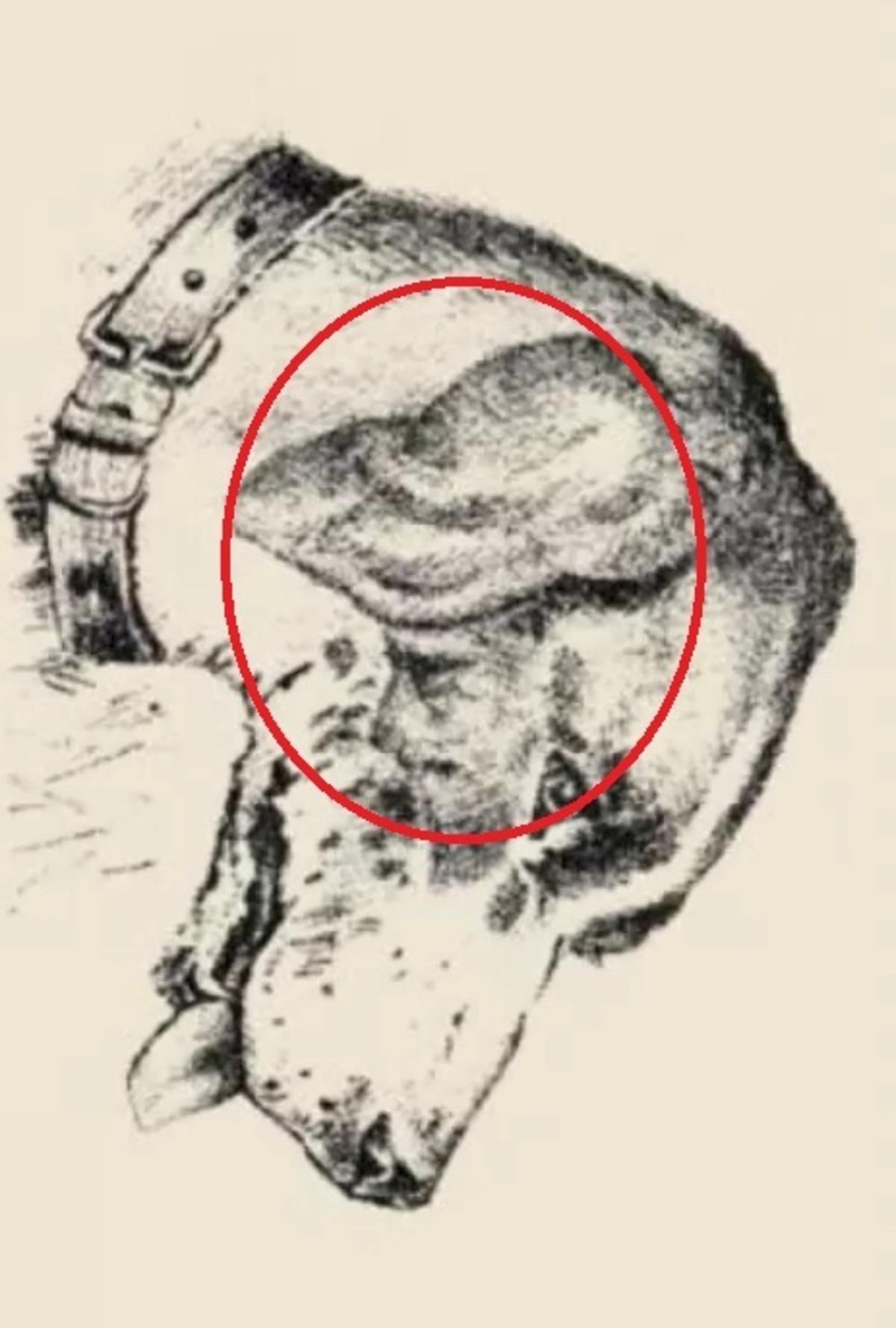 ใบหน้าของมนุษย์อยู่บนหูของสุนัข / ภาพวาด safalta.com