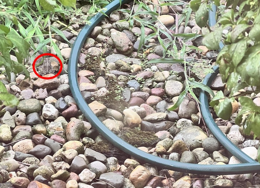 วิธีแก้ปัญหาภาพลวงตา