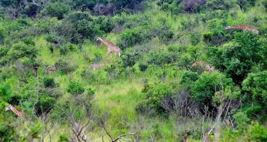 ภาพลวงตา