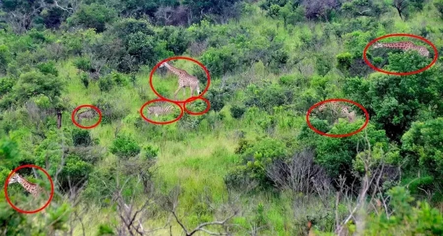 ภาพลวงตา