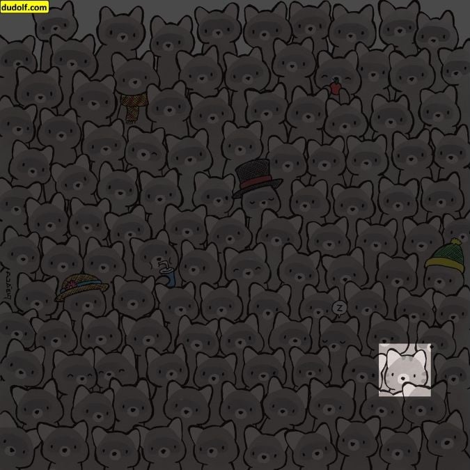 ปริศนาสำหรับอัจฉริยะตัวจริง: ค้นหาแมวท่ามกลางแรคคูนใน 15 วินาที