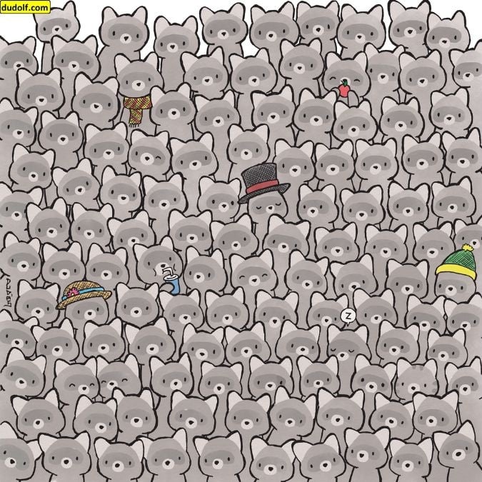 ปริศนาสำหรับอัจฉริยะตัวจริง: ค้นหาแมวท่ามกลางแรคคูนใน 15 วินาที