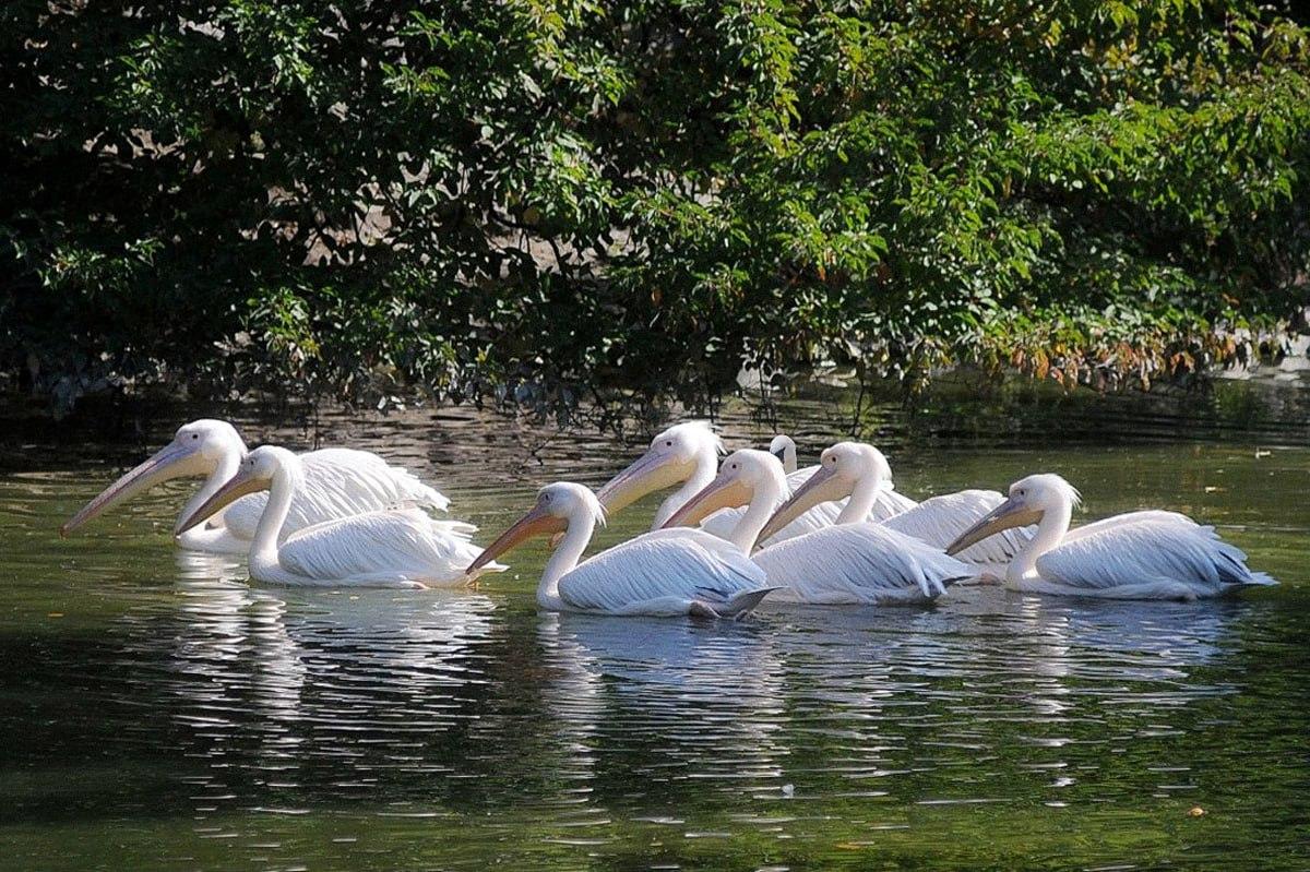 คุณต้องค้นหานกที่แตกต่างจากตัวอื่นๆ ภายในเวลาไม่ถึง 10 วินาที / Moje Collage