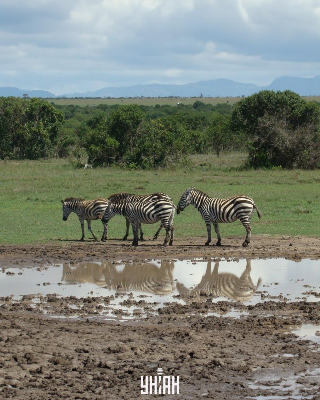 เราต้องหาสุนัขให้ทันเวลา / จับแพะชนแกะด้วยรูปถ่าย Moje