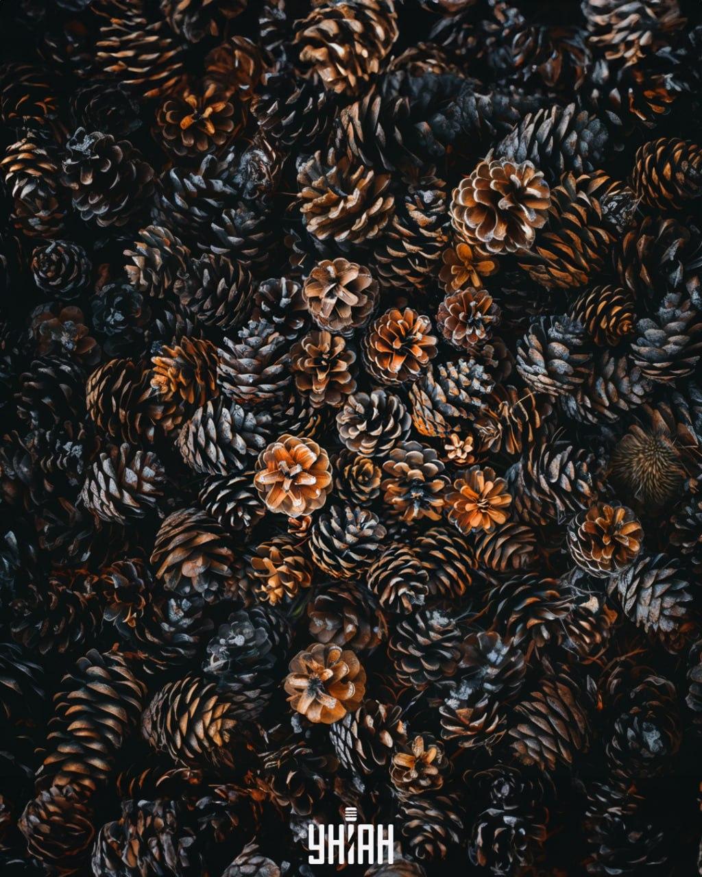 เราจำเป็นต้องค้นหาสัตว์ชนิดหนึ่งที่มีขนแหลมคล้ายเม่นท่ามกลางกรวย / ภาพตัดปะ Moje