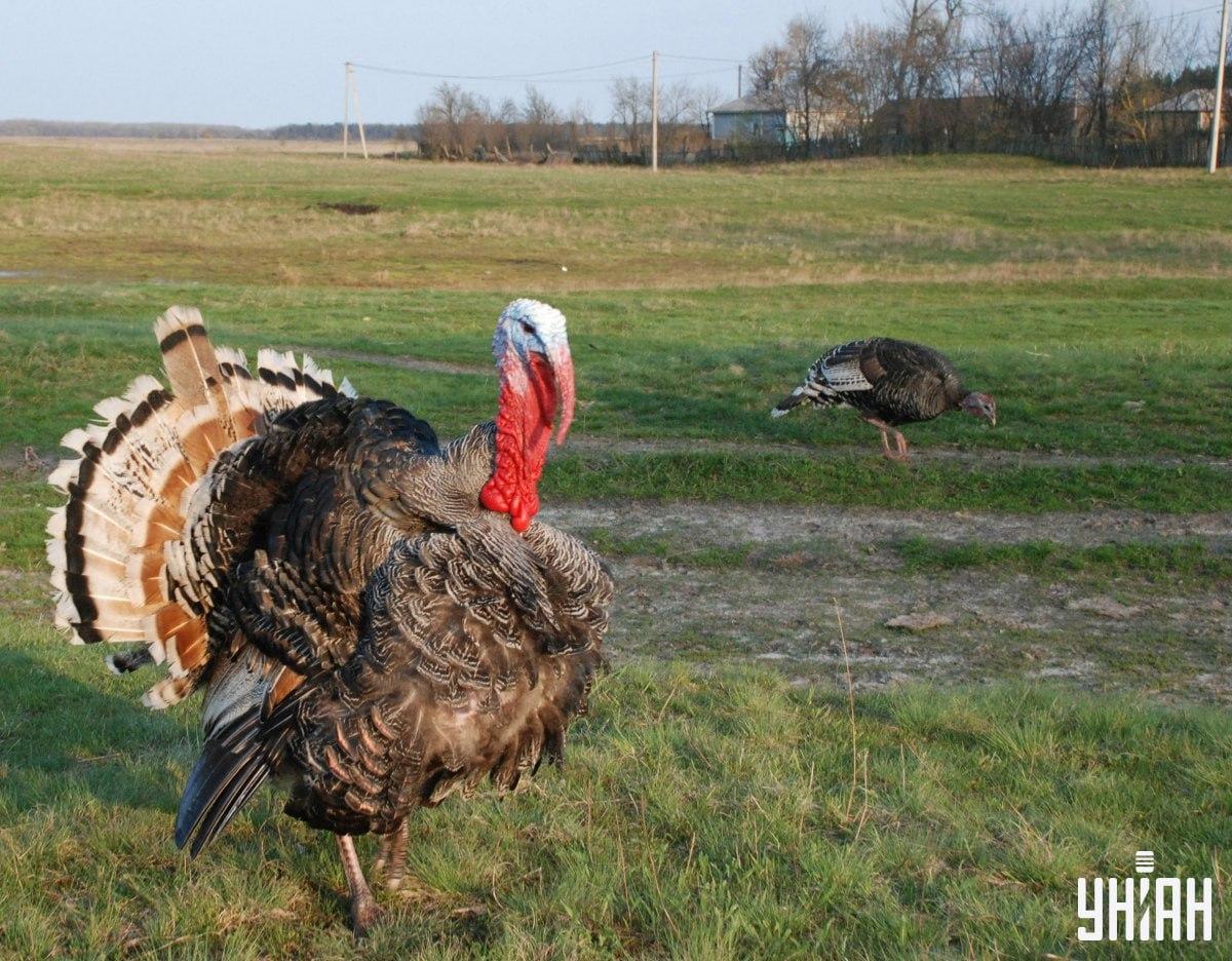 ยูเนี่ยน