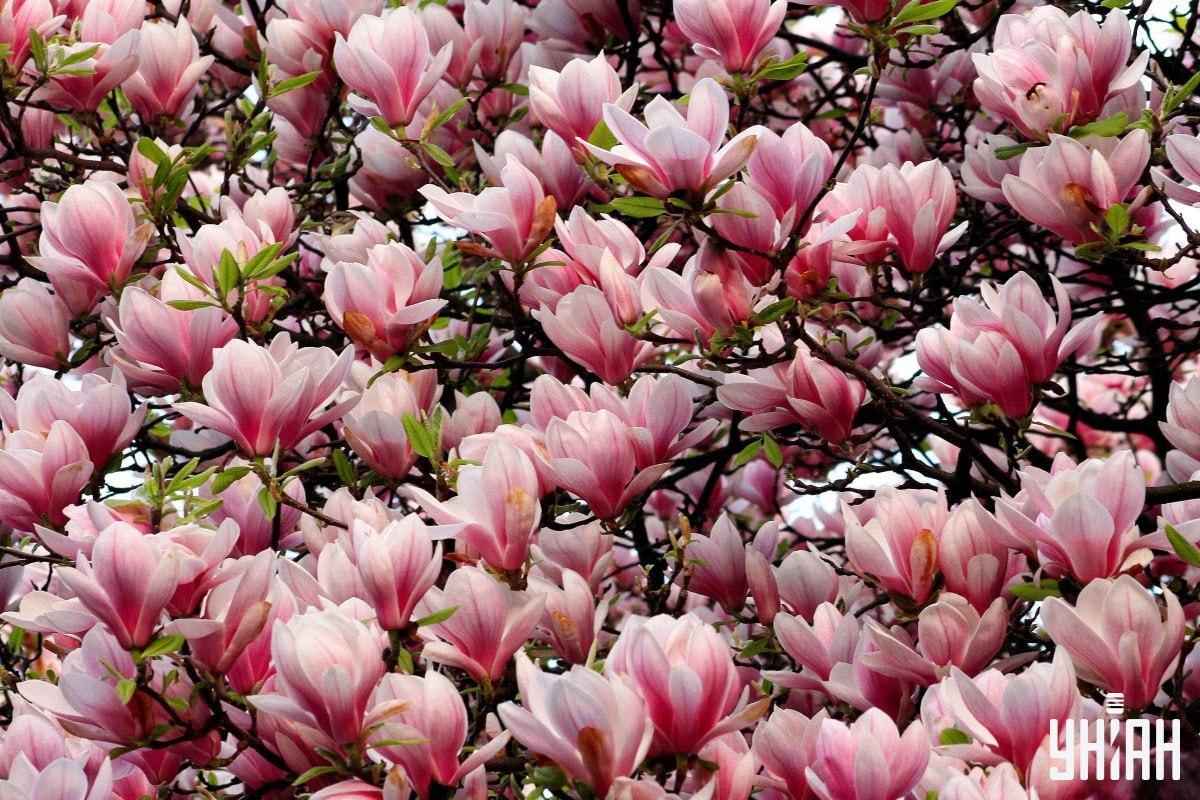 ยูเนี่ยน