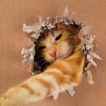 แมวของคุณฉ