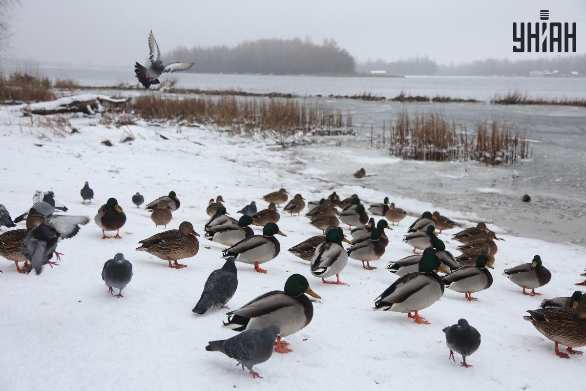 ค้นหานกกระจอกในไม่กี่วินาที / จับแพะชนแกะพร้อมรูปถ่าย Moje