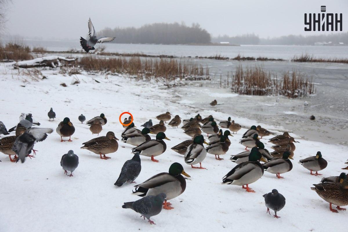 นกกระจอกตัวหนึ่งซ่อนตัวอยู่ใกล้ศูนย์กลางของภาพลวงตา / ภาพต่อกันพร้อมรูปถ่าย Moje