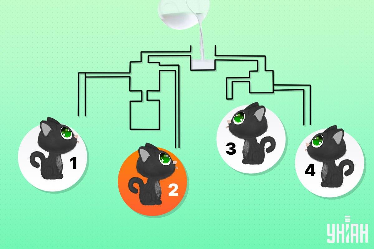 แมวนำโชคหมายเลข 2 / คอลลาจ Moje