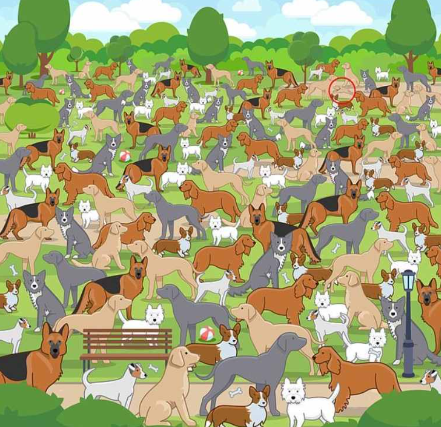 ภาพถ่าย จากรานจอช