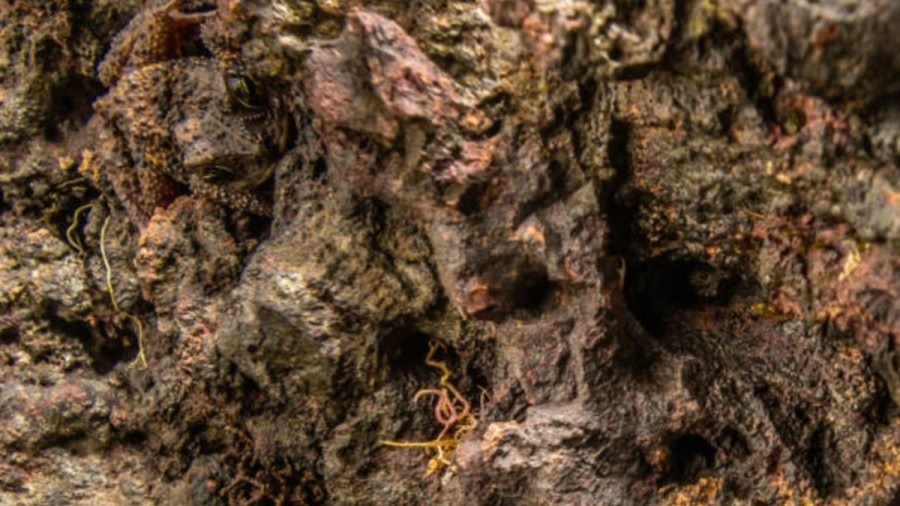 ภาพลวงตา