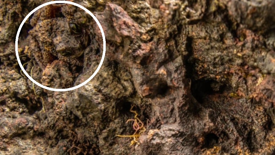 ภาพลวงตา